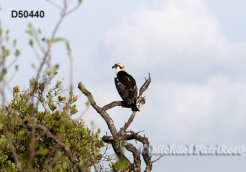 Osprey (Pandion haliaetus)